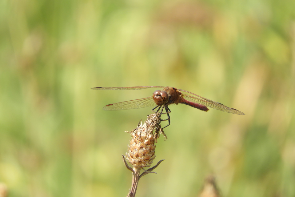 Sympetrum meridionale - fakó katona-szitakötő