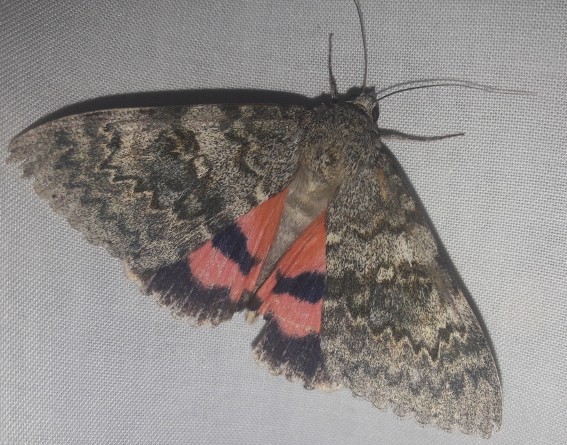 Catocala elocata - közönséges övesbagoly