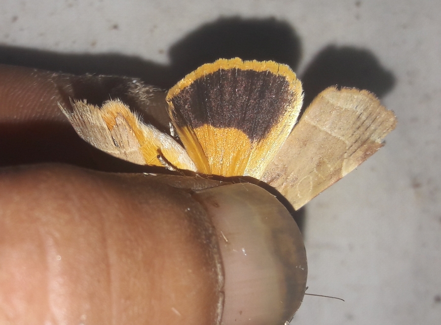 Noctua fimbriata - szélessávú sárgafűbagoly
