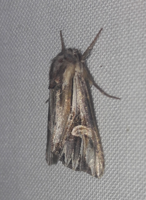 Actinotia polyodon - nagy sugarasbagoly