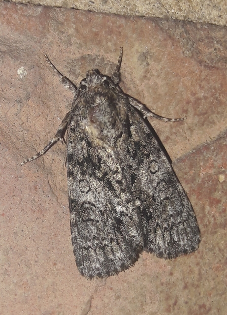 Acronicta rumicis - sóska-szigonyosbagoly