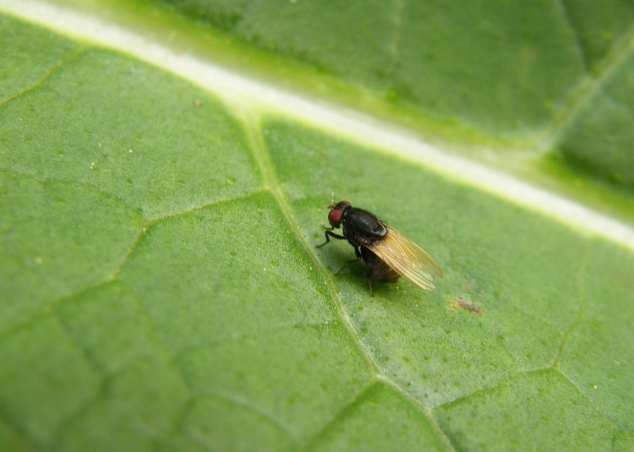 Minettia longipennis