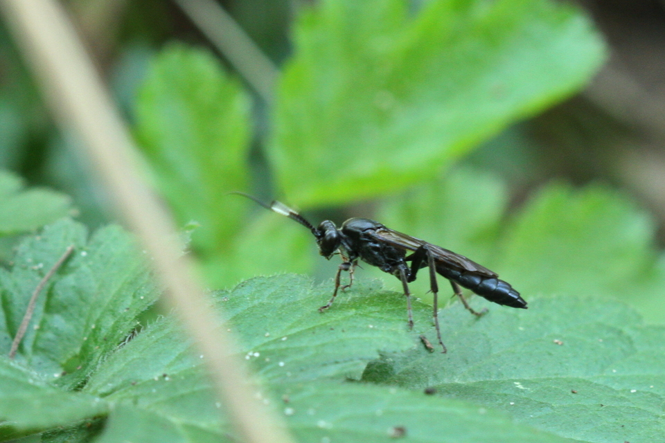 Ichneumonidae - valódi fürkészdarazsak