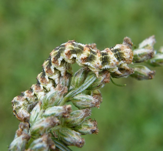 Cucullia absinthii - fehérüröm-csuklyásbagoly