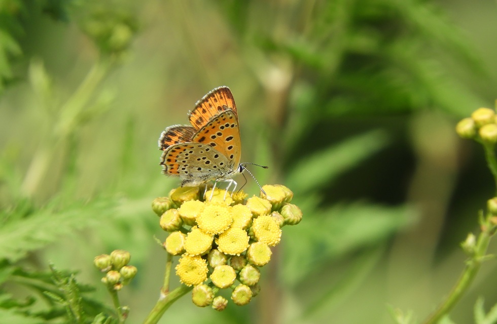 Lycaena thersamon - kis tűzlepke
