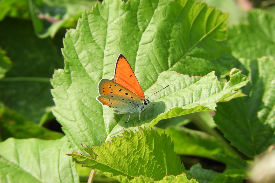 Lycaena dispar rutilus - nagy tűzlepke