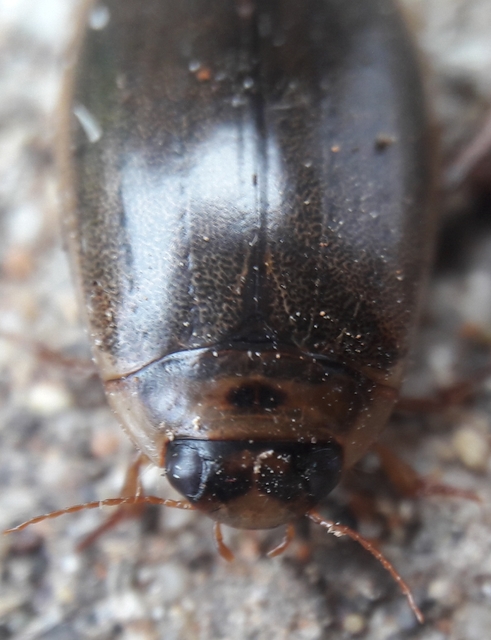 Rhantus suturalis - gyakori particsíkbogár