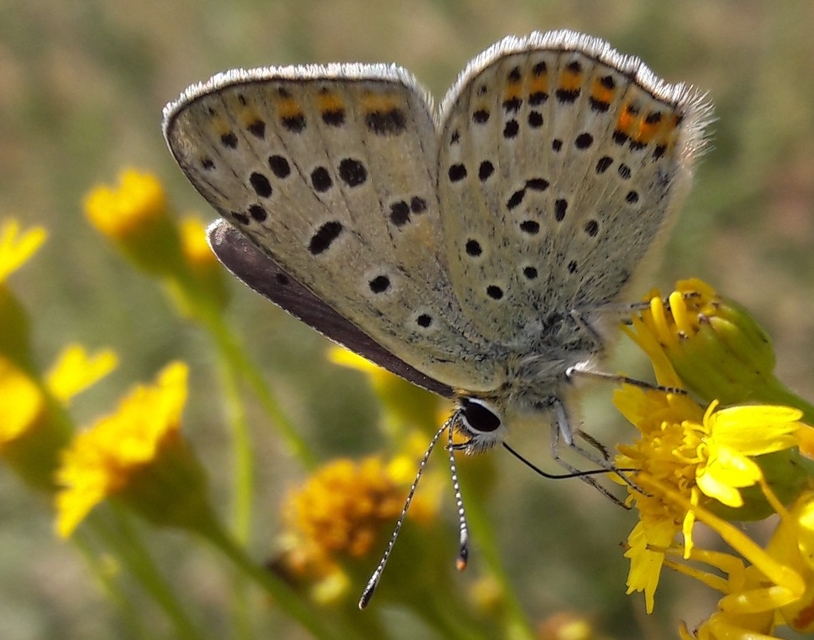 Lycaena tityrus - barna tűzlepke