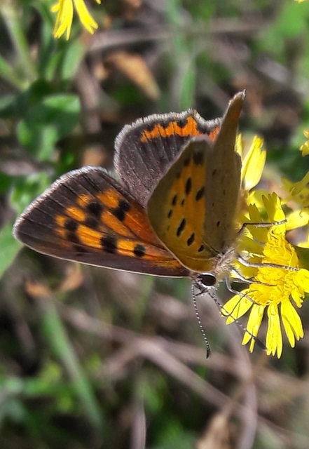 Lycaena phlaeas - közönséges tűzlepke