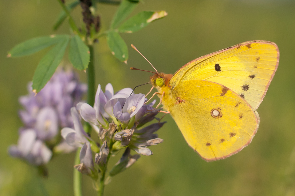 Colias erate - csángó-kéneslepke