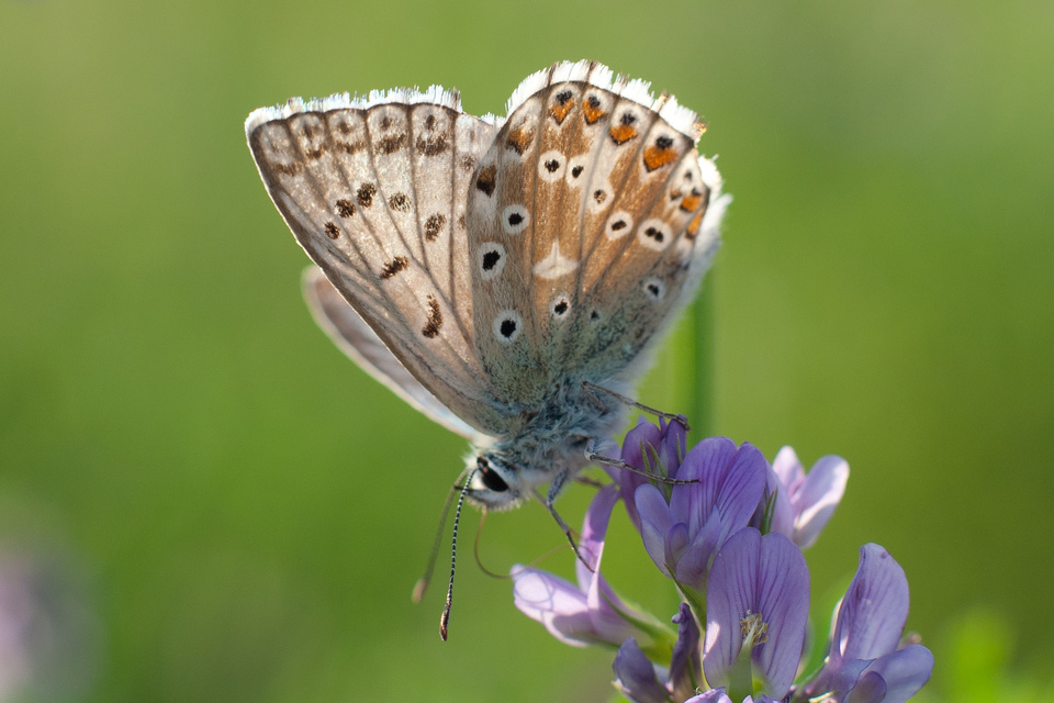 Polyommatus coridon - ezüstkék boglárka
