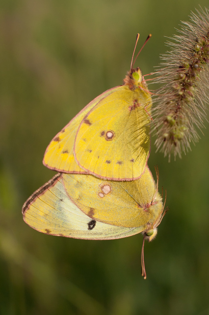 Colias hyale - kéneslepke