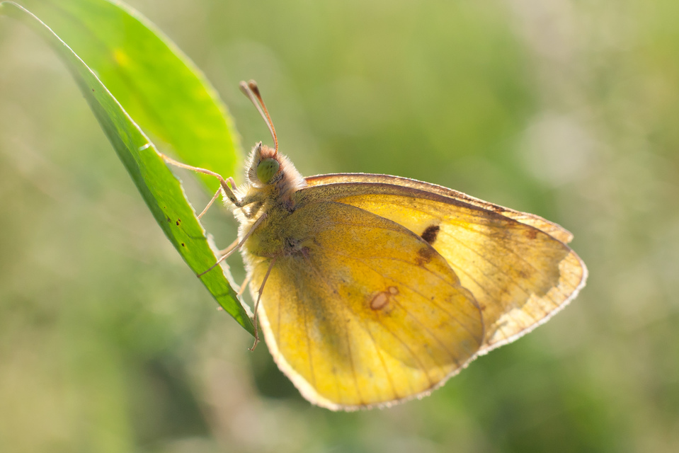 Colias