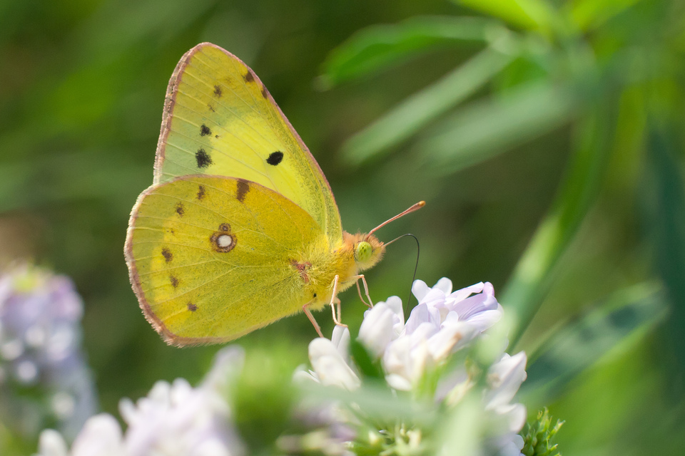 Colias erate - csángó-kéneslepke