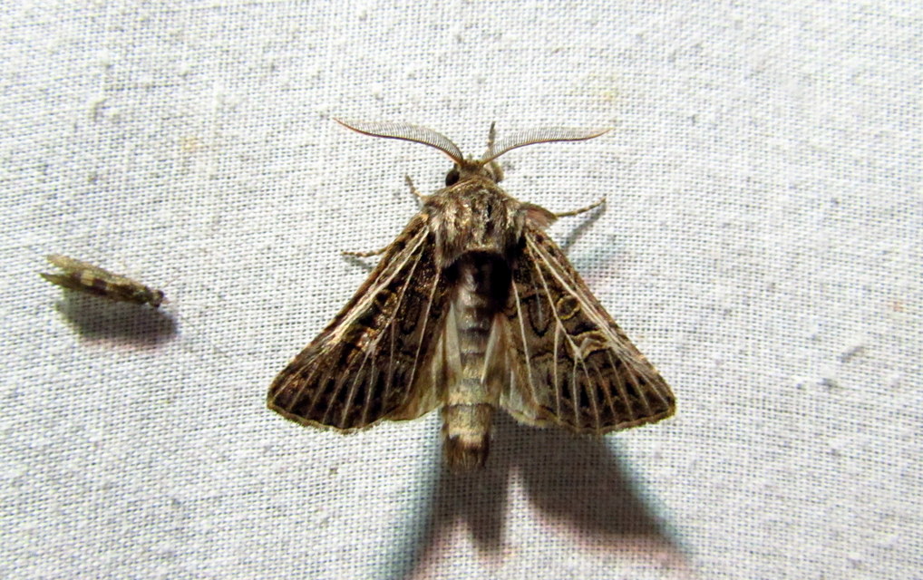 Tholera decimalis - közönséges fésűsbagoly