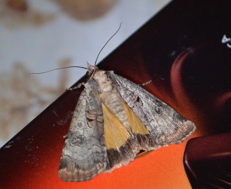 Epilecta linogrisea - karcsú sárgafűbagoly