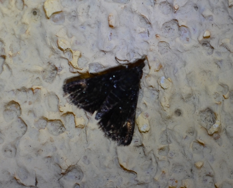 Heliothela wulfeniana - fényes kormosmoly