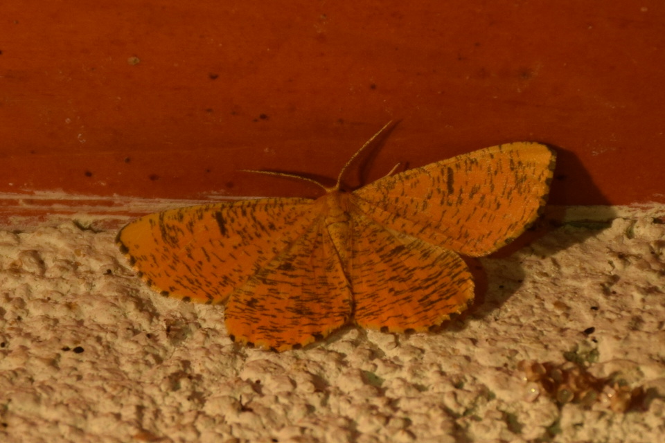 Angerona prunaria - sárga kökényaraszoló