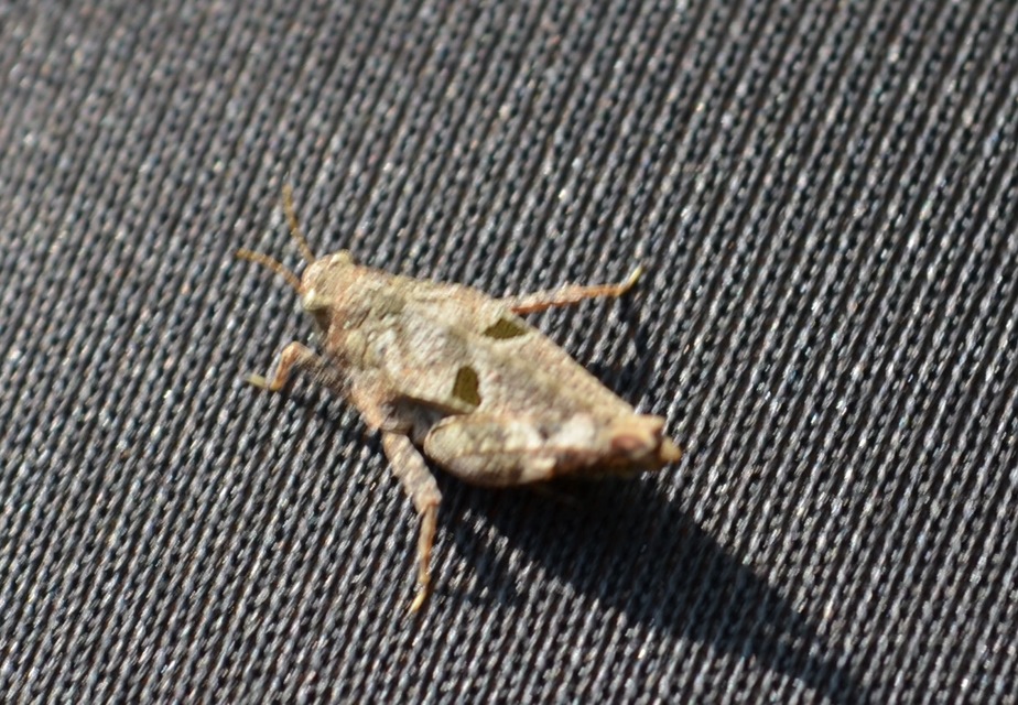Tetrix bipunctata - kétpettyes tövishátúsáska