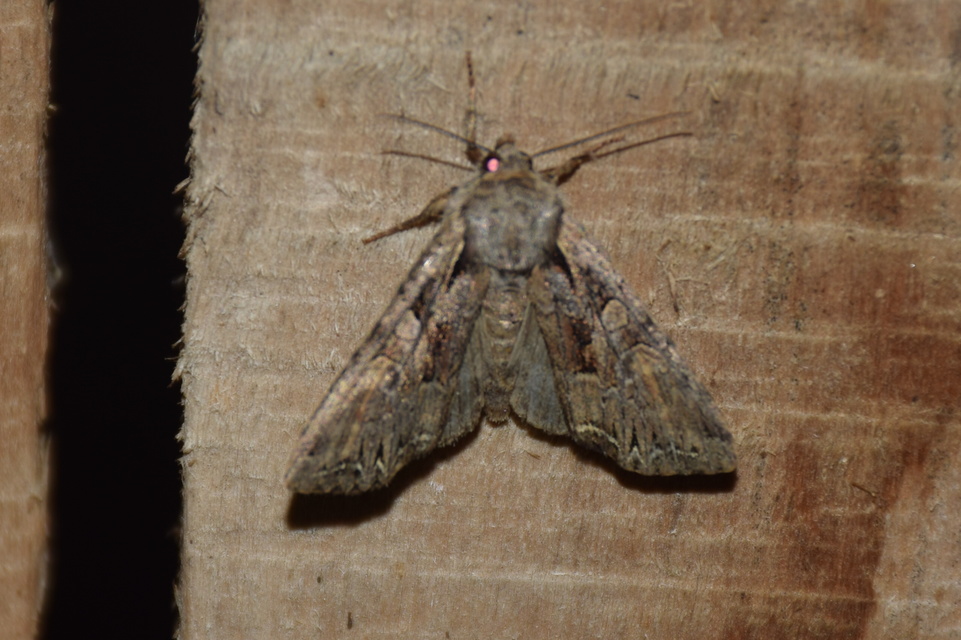 Lacanobia thalassina - borbolya-kertibagoly