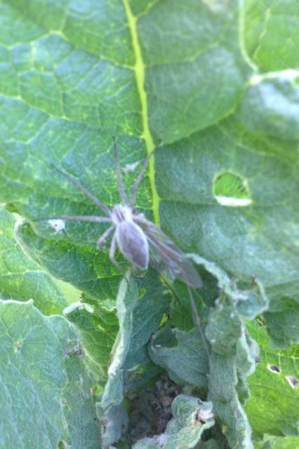 Pisaura mirabilis - csodáspók