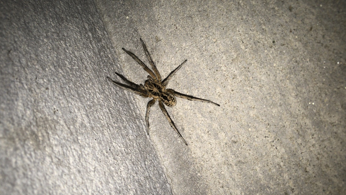 Geolycosa vultuosa - pokoli cselőpók