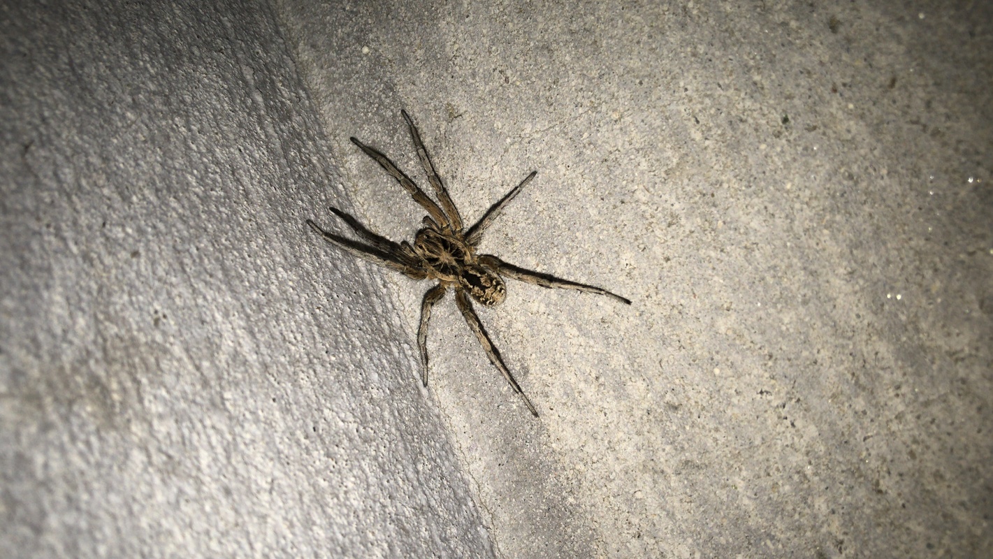 Geolycosa vultuosa - pokoli cselőpók