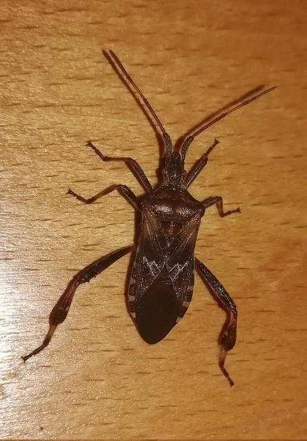 Leptoglossus occidentalis - nyugati levéllábú poloska
