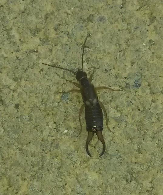 Forficula auricularia - közönséges fülbemászó