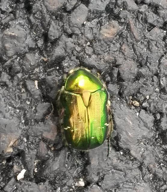 Cetonia aurata - aranyos virágbogár