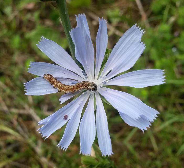 Helicoverpa armigera - kukorica-veteménybagoly