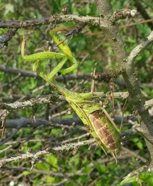 Mantis religiosa - imádkozósáska