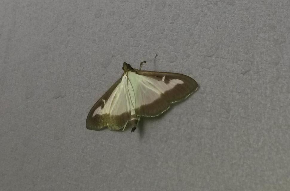 Cydalima perspectalis - puszpáng-tűzmoly