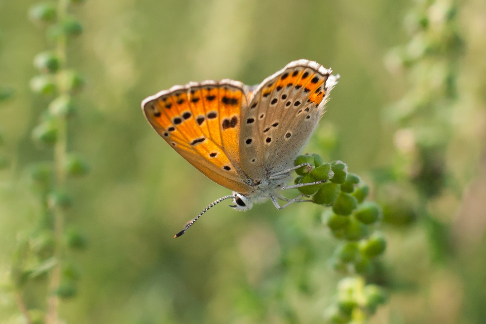 Lycaena thersamon - kis tűzlepke