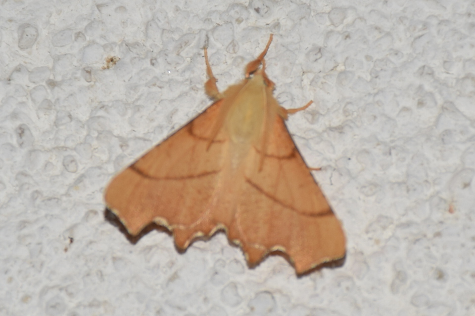 Ennomos erosaria - hársfa-levélaraszoló