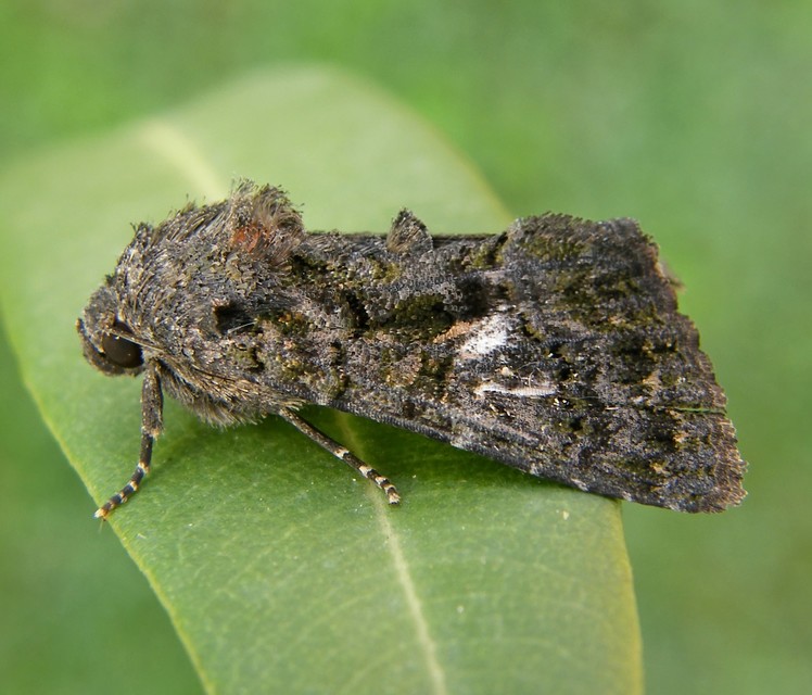 Anophia leucomelas - déli folyófűbagoly