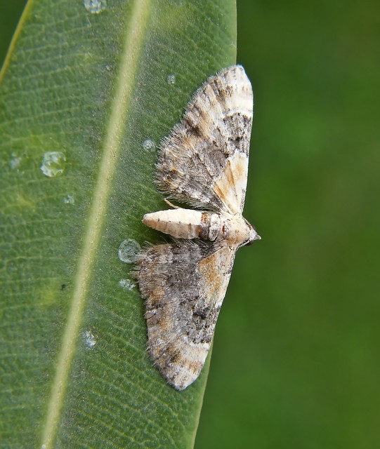 Eupithecia linariata - vonalas törpearaszoló