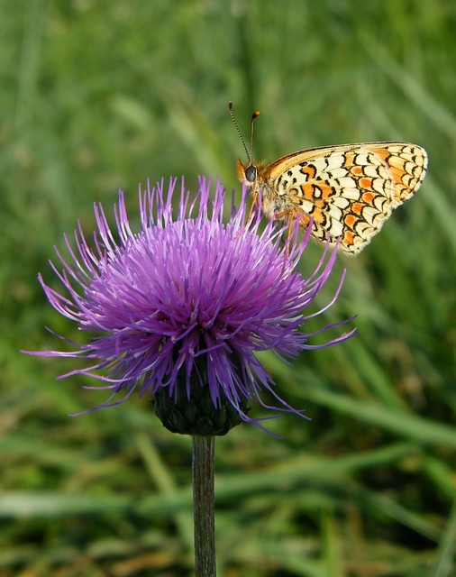 Melitaea phoebe - nagy tarkalepke