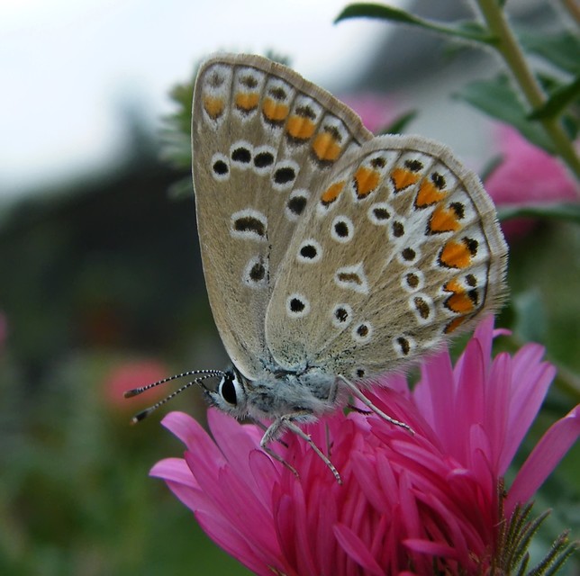 Polyommatus icarus - közönséges boglárka
