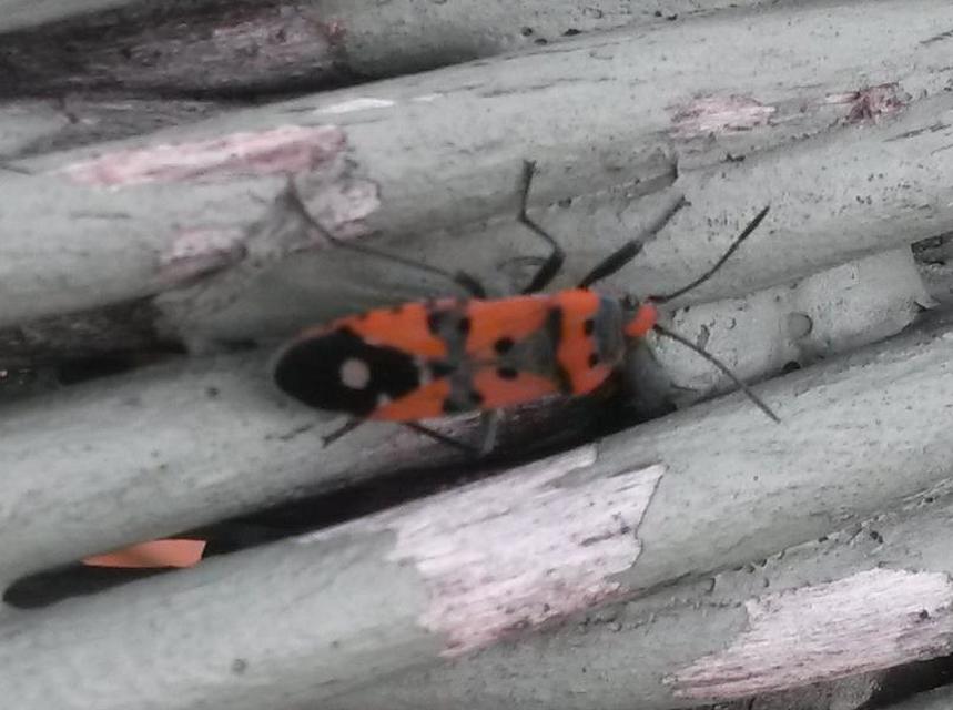 Lygaeus simulans - hamis lovagbodobács