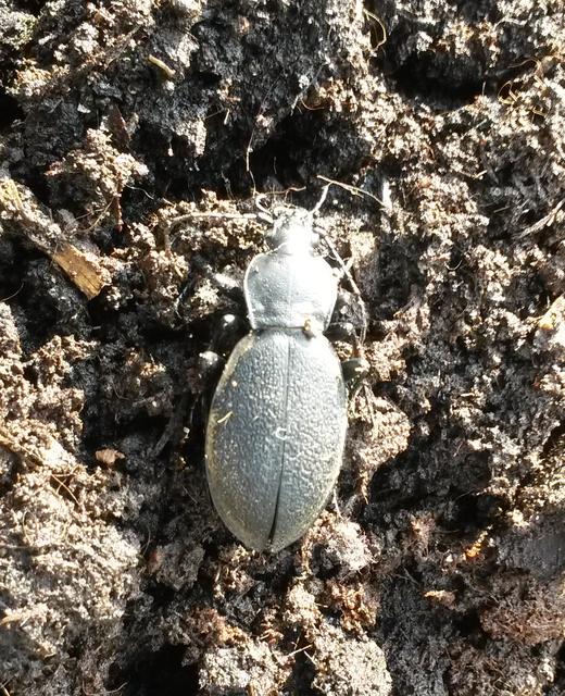 Carabus coriaceus - bőrfutrinka Carabus coriaceus - bőrfutrinka