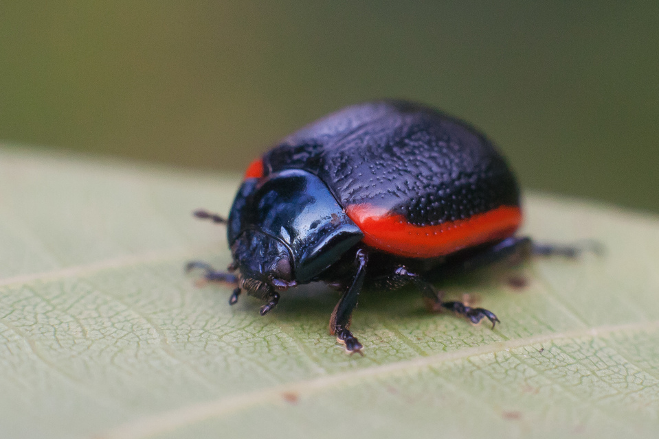 Chrysolina rossia - trapézhátú szegélyeslevelész