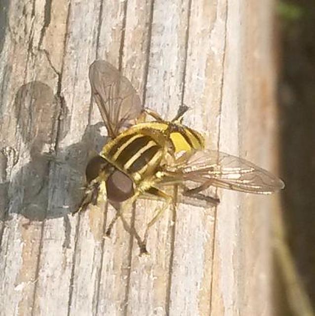 Helophilus