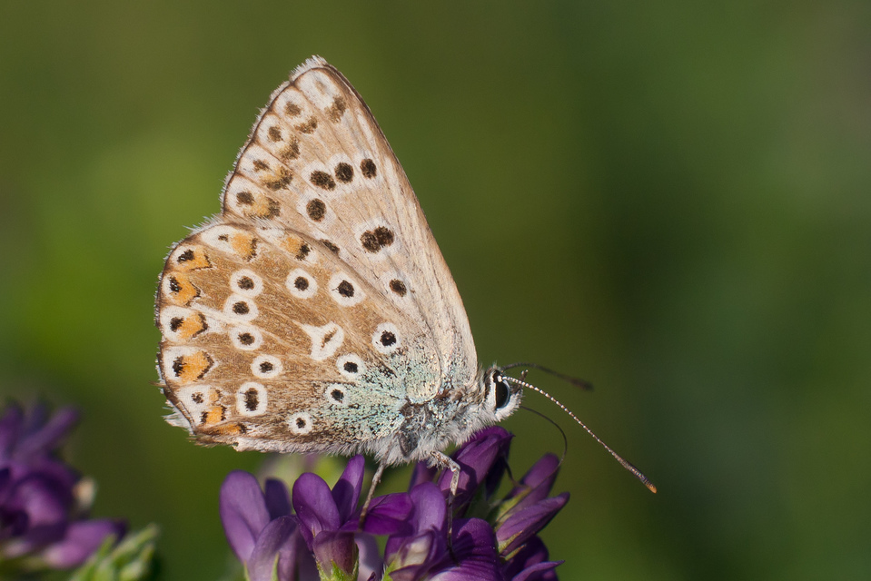 Polyommatus coridon - ezüstkék boglárka