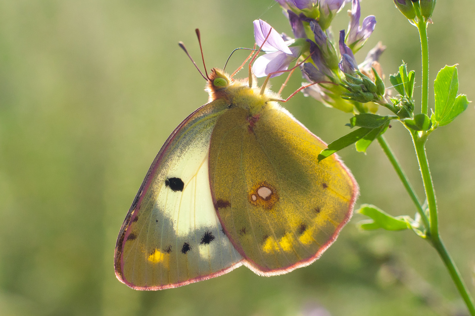 Colias alfacariensis - déli kéneslepke