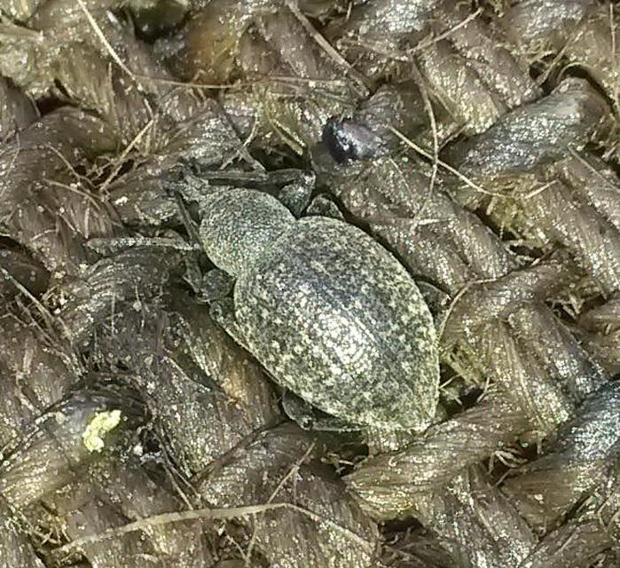 Otiorhynchus armadillo - katonás gyalogormányos