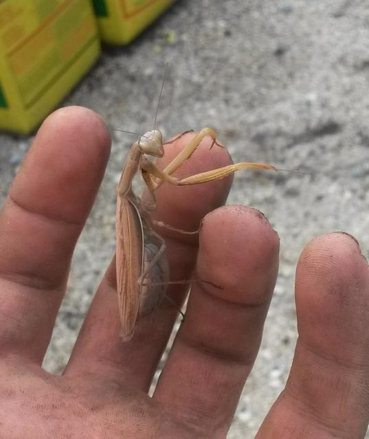 Mantis religiosa - imádkozósáska