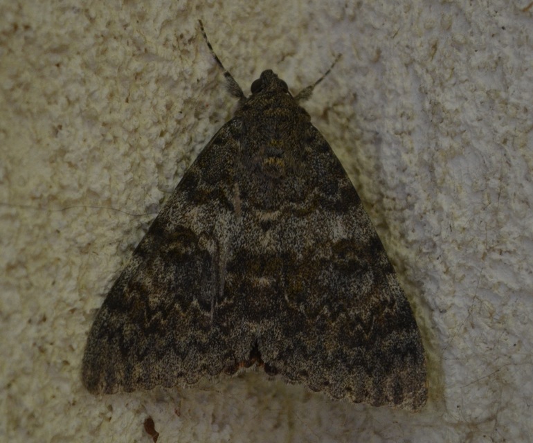 Catocala elocata - közönséges övesbagoly