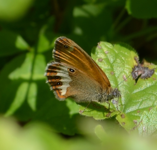 Coenonympha arcania - fehéröves szénalepke