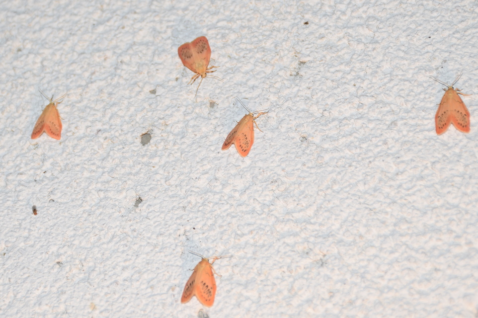 Miltochrista miniata - piros medvelepke